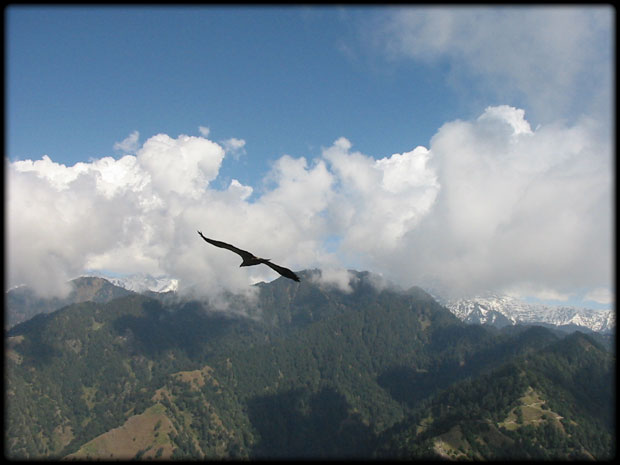Vulture-flying
