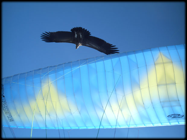 Vulture