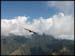 Vulture-flying