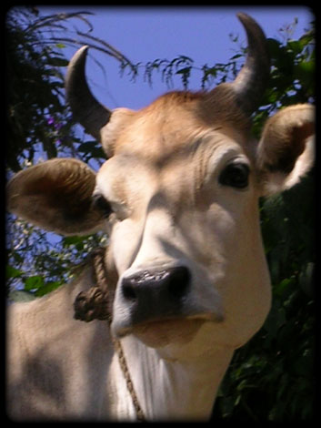 Cow
