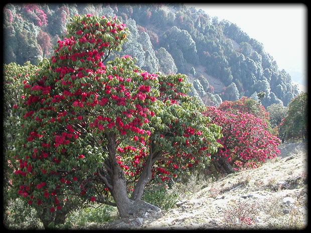 Rhododendrons