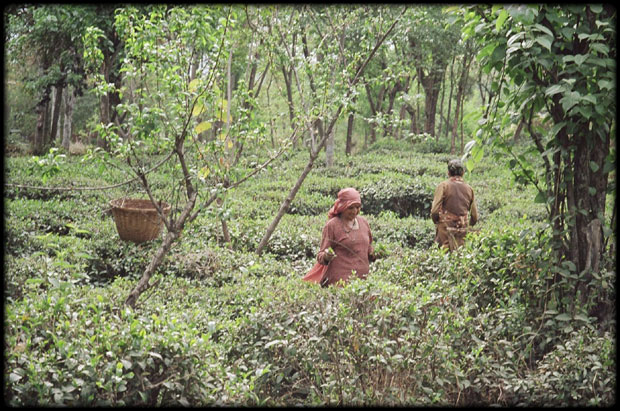 Tea Picking